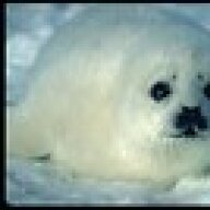 HarpyHarpySeal